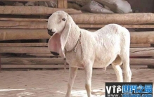 世界上四大最贵的羊，瓦格吉尔羊最贵一只1600万