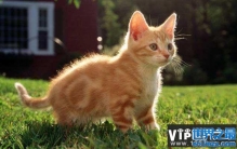 世界上最爱干净的2种动物，猫和浣熊上榜单