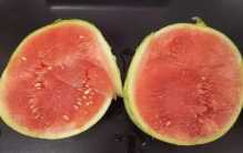 陕西一家人吃瓜全中毒 隔夜西瓜能不能吃？（食物中毒）