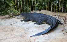 世界上三类最大的鳄鱼 湾鳄、尼罗鳄居前两位（活化石）