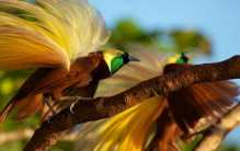 世界六大最奇怪的鸟 天堂鸟排第一（奇特的习性）