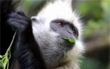 身上长着白毛的奇怪生物 难道就是传闻中的野人（白头叶猴）