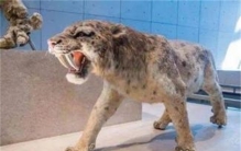 灭绝多年的物种再度出现 和玛雅预言有关吗？（无从考究）