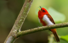 世界上四大颜色最鲜艳的鸟 孔雀 鸳鸯上榜（多姿多彩）