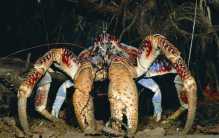 世界上最奇特的三种螃蟹  椰子蟹体长可达1米（椰子蟹）