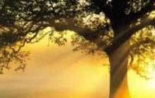 揭秘不吃饭的奇人靠什么为生 难道说靠阳光？（植物人）