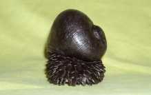 世界上六大最奇特的蜗牛 黄金象蜗牛上榜（怪异蜗牛）