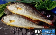 中国最贵的四种鱼，吃过一种就算是土豪了