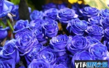世界上最漂亮的三种玫瑰花，蓝色妖姬最受欢迎和追捧！