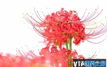 世界十大有毒的花：一品红垫底，彼岸花排第一