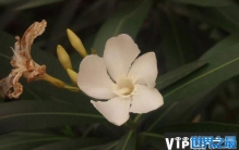 世界上有毒的草：水仙和夹竹桃均有毒性