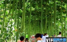 世界上最长的丝瓜：长度超过4米