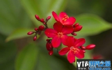 世界上花期最长的花：可以四个季节开花