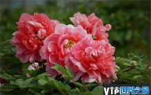 世界上最美的花排行榜：牡丹花象征富贵与权利