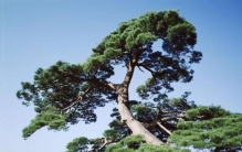 世界上最坚贞的树：松树堪称“树中君子”