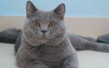 世界四大最适合家养的猫 容易养的猫（温柔容易养）