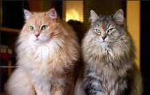 世界十大最温顺的猫排名，你想养哪只？