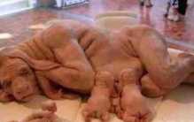 传说母猪生下八个小孩 到底有没有根据？（人猪杂交）