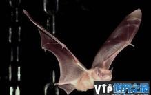 十大带病毒野生动物，蝙蝠携带大量病毒