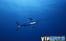 速度最快的十种海洋动物，剑鱼时速达130公里
