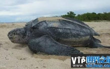 世界上体型最大的海龟，棱皮龟体长可达3米