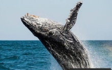 世界上最大的动物，蓝鲸体重可达180吨