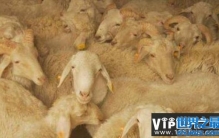 中国十大名羊品种排行，和田羊摘得桂冠