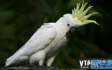 世界十大寿命最长鸟类排行榜，第一种能活80岁