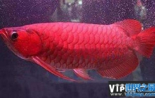 世界十大最贵观赏鱼排名，第一名高达409万