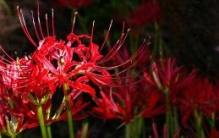 死人花开在墓地周围，鲜艳的血红色寓意死亡不详