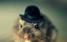 巴西监狱里的特殊老鼠 居然可以运送毒品（训练老鼠）