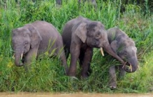 婆罗洲象：世界上体型最小的象（身高不足2.5米）