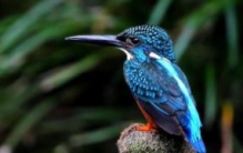 普通翠鸟：世界上颜色最鲜艳的鸟类（翠绿和橙红相间）