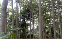 世界上最轻 生长最快的树 能用来造飞机（巴沙木）