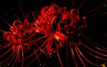 地狱之花彼岸花图片，犹如鲜红的血液(花叶永不相见)