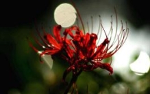 曼珠沙华代表地狱的召唤，曼珠沙华凄美的传说故事