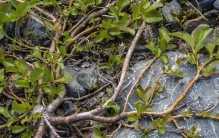 世界上最小的树木 高度三厘米（矮柳）