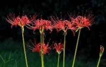 象征死亡的冥界四花，彼岸花是黄泉路上唯一的风景