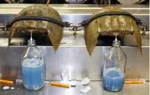 世界上极其昂贵的三种液体 一升约1.5万美元（稀少）