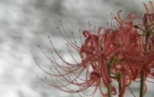 凄美彼岸花的传说，冥界唯一的花(永生永世不能相见)