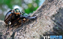 盘点十大濒临灭绝昆虫，你认识哪几种？