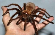 世界上三种最大蜘蛛 亚马逊食鸟蛛（体长30厘米）