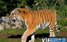 世界上最大的老虎，雄性东北虎体长达3米