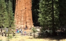 世界上最大的树 树干直径需20人才能围住（存活2千年）