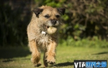 最容易训练的六大犬种，蝴蝶犬位列榜单第三