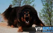 世界十大最凶猛最凶狠的狗，藏獒列居榜首