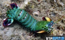 世界上最凶残的虾，雀尾螳螂虾可击碎贝壳