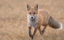 世界上最大的狐狸 体长可超过70厘米（赤狐）