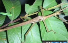 世界上最奇怪的10种昆虫，个个千奇百怪