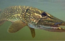 世界上最长寿的鱼 寿命超200岁 性情凶残（狗鱼）